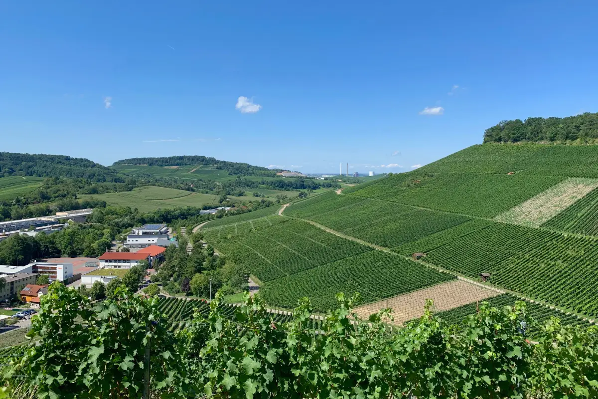 Baden - Anbaugebiet deutscher Weißwein