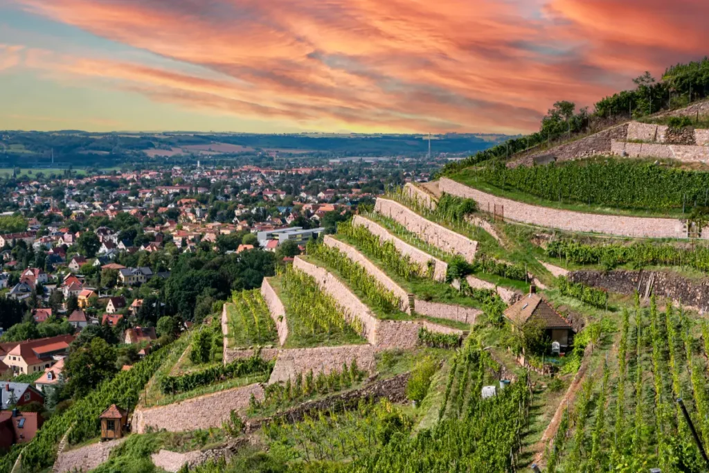 Elbtal-Terrassen Sachsen - Anbaugebiet deutscher Weißwein