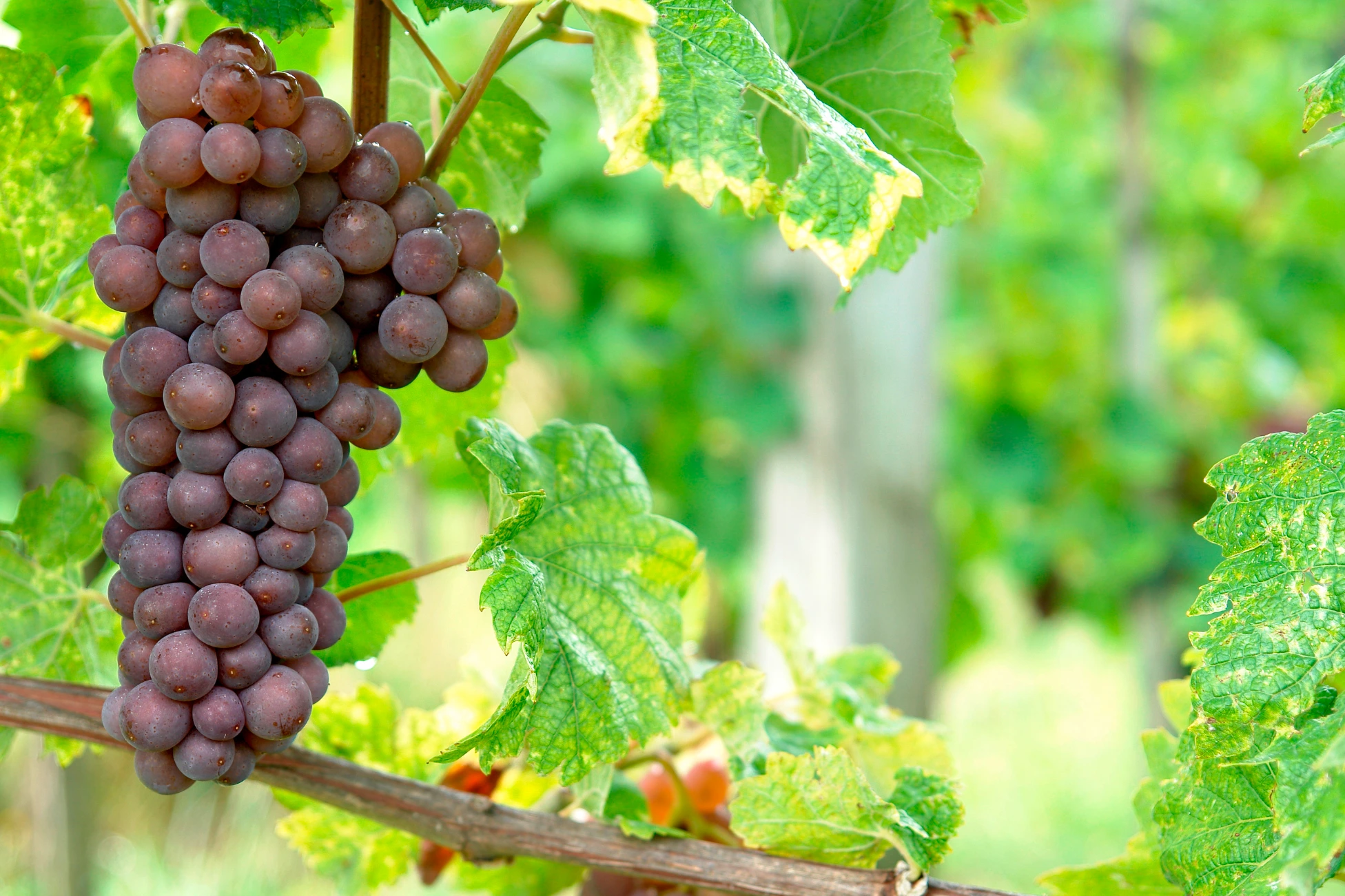 Grauburgunder Trauben