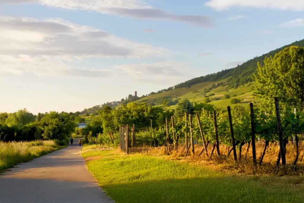 Hessische Bergstraße - Anbaugebiet deutscher Weißwein