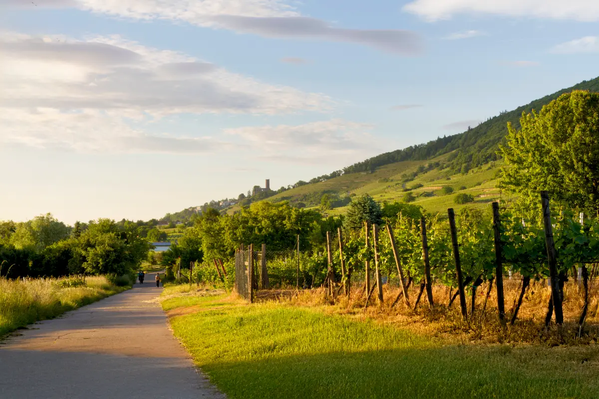 Hessische Bergstraße - Anbaugebiet deutscher Weißwein