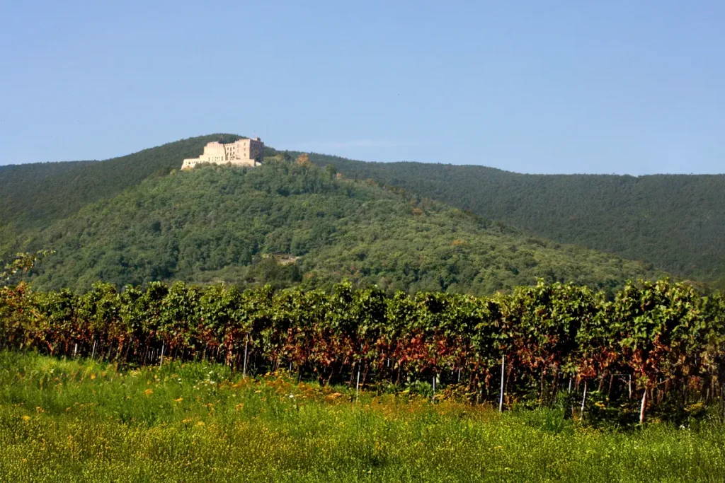 Pfalz - Anbaugebiet deutscher Weißwein