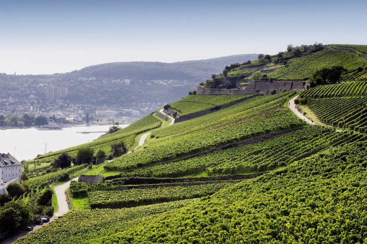 Rheingau - Anbaugebiet deutscher Weißwein