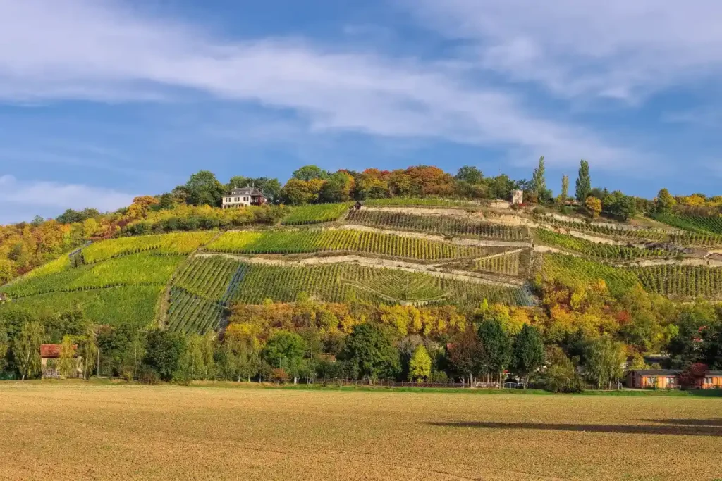 Saale-Unstrut -Anbaugebiet deutscher Weißwein