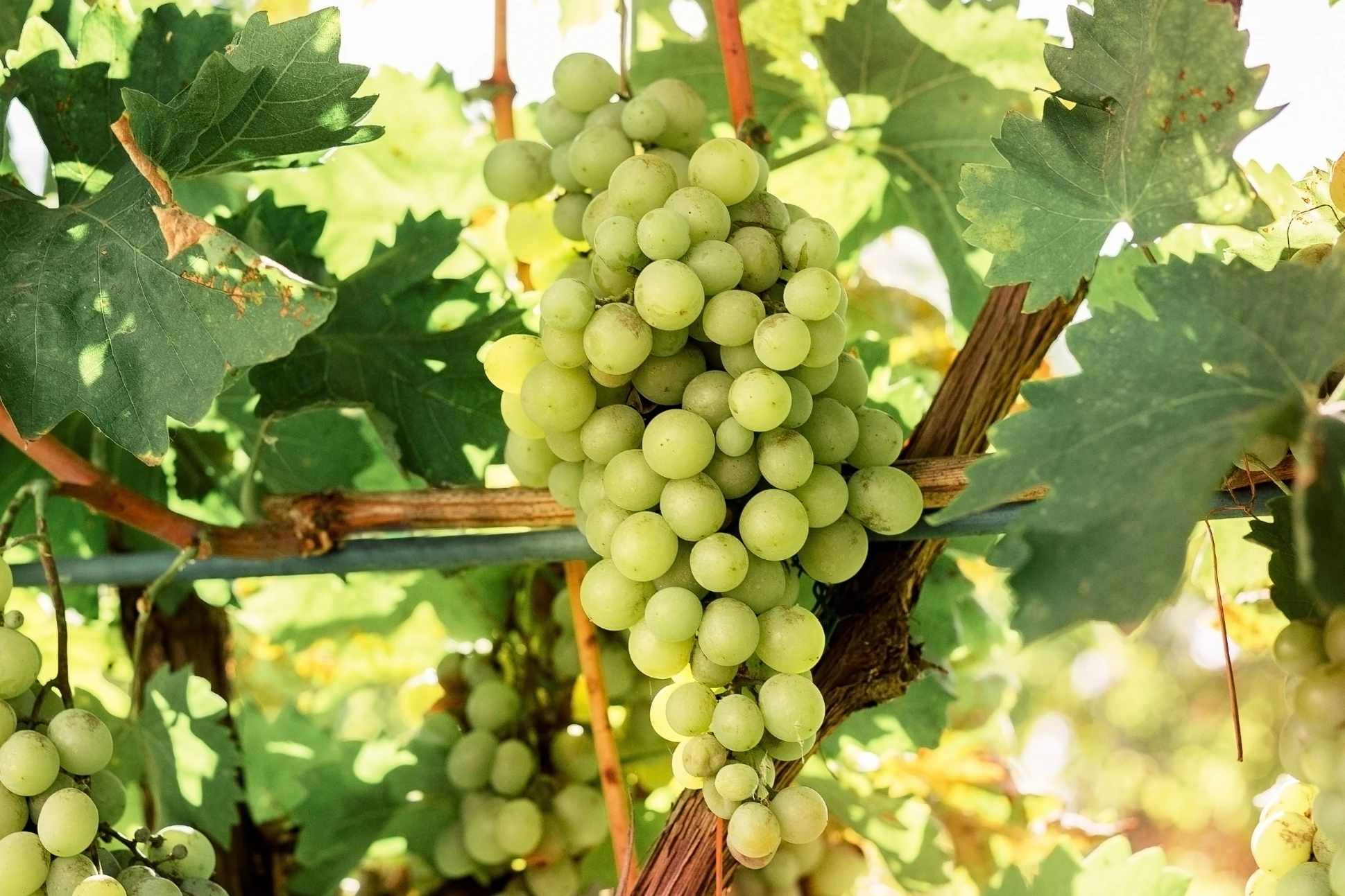 Weißburgunder Trauben