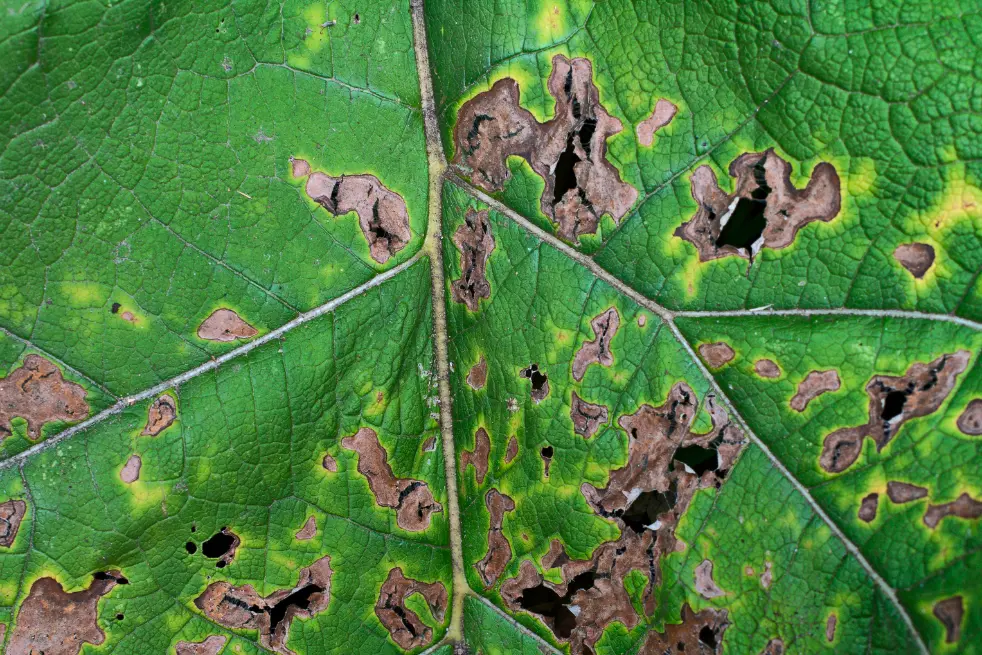 Pilzbefallene Weinrebe