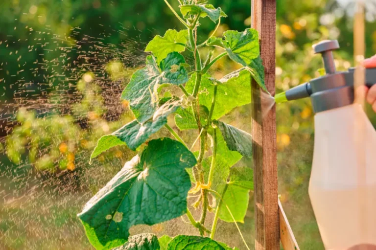 Weinrebe Pflanzenschutz