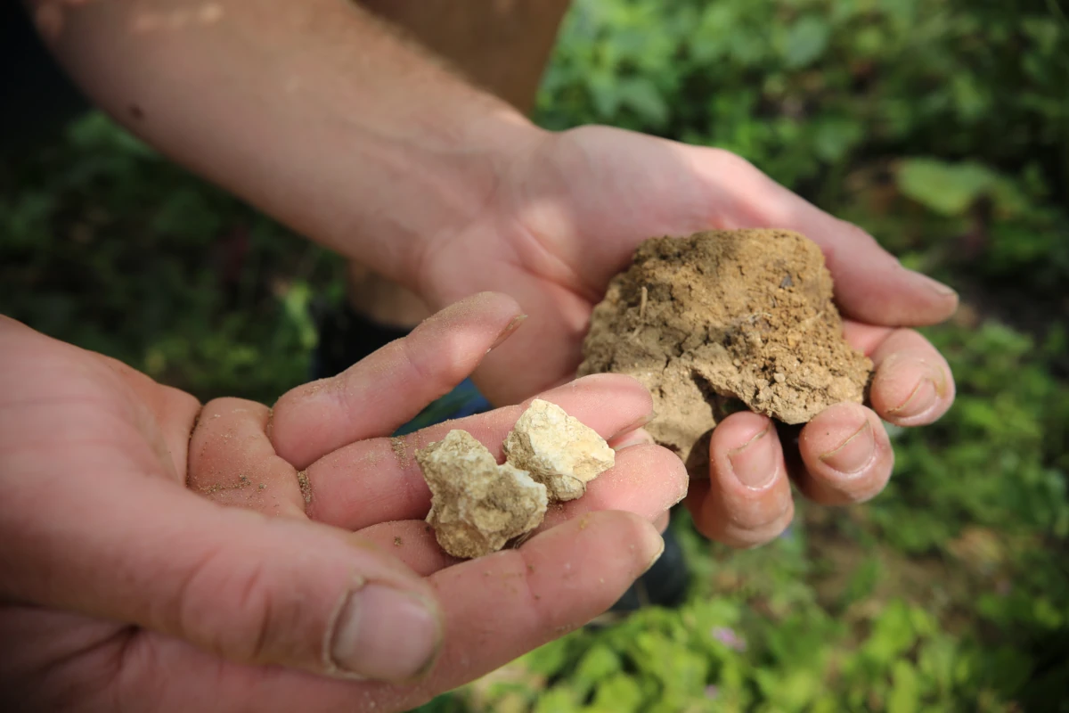 Erbeldinger - Kalkstein im Bechtheimer Geyersberg