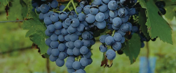 Suessschwarz - historische Rebsorte