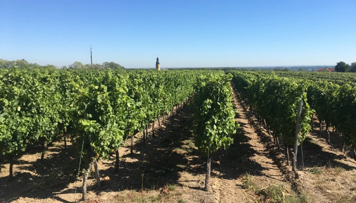 Weinbau - Weingut Sans-Lorch