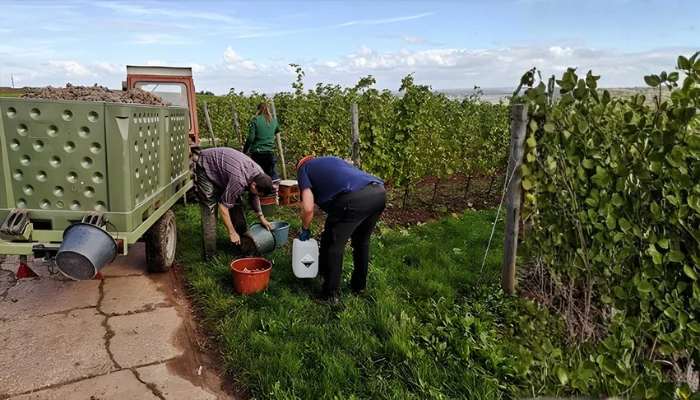 Weinlese - Weingut Friedrichshof