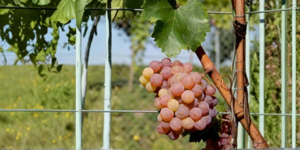 Weintraube - Roter Veltliner