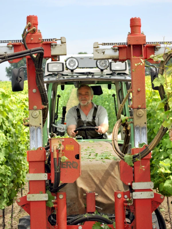 Weinbau - Weingut Menger