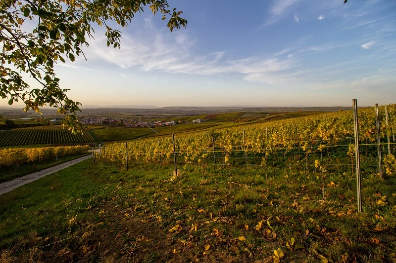 Weinberg - Weinhaus Uhl