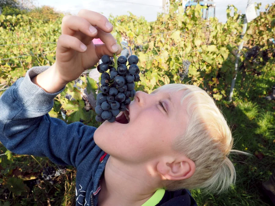 Kinderwingert - Weinbau für die Kleinsten