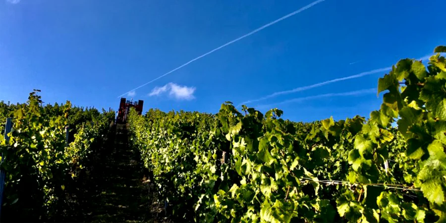Weinlese - Becker das Weingut