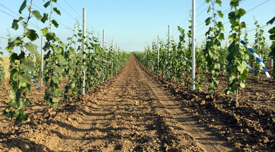 Weinreben - Becker das Weingut